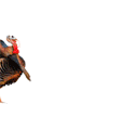Strutting gobbler with gobble sound on mouse over