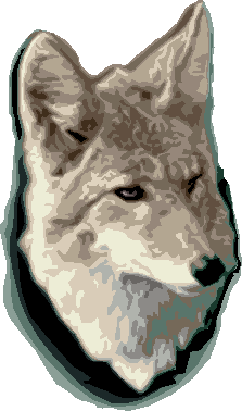 Coyote head
